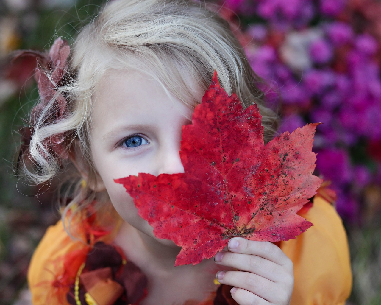 girl, kid, child, daughter, family, maple leaf, fall, autumn, nature, outdoors, happy, blonde, child, daughter, family, family, family, family, family, maple leaf, maple leaf, fall, autumn